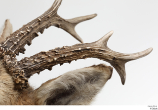 European roe deer antler head 0011.jpg